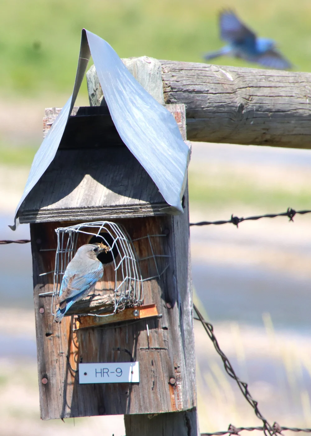 Building a Mountain Bluebird nest box: A guide to supporting local ...